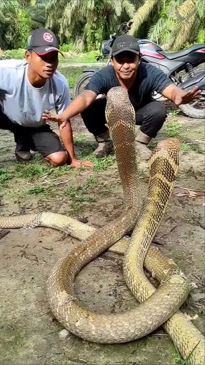 King Cobra Snake Lifespan king-cobra-snake-lifespan