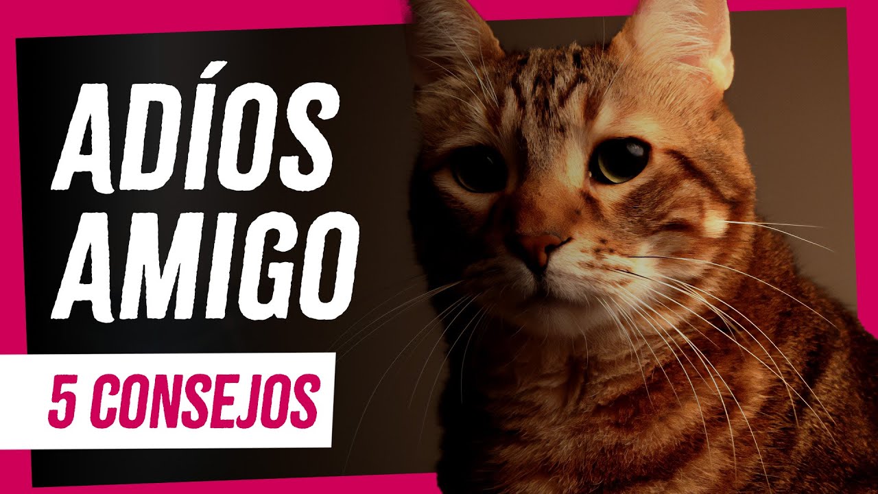 😢 Como Superar la Muerte de mi Gato 🐱 5 TIPS - YouTube