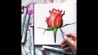 видео: Роза маркерами картинка: Роза маркерами