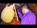 He thought he had found wasps&#39; nest in attic - the expert turns pale when he sees what it really is