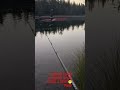 #ROMANMade#SSQUAD#PIKE#shchuka#swimbait#DESIGNO#LEBEN#TORQUE#7'1H#Antares25#bassfishing#90smusic#jdm