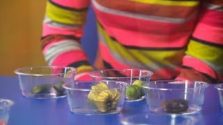 Childhood Taste Test | Horizon: The Truth about Taste | Earth Lab