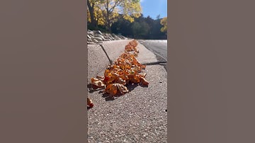 Autumn leaves by roadside