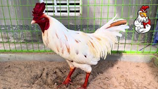 Basic Training and Diet for Gamefowl Conditioning