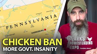 Pennsylvania Town Banning Chickens Per Dept. Of Health by An American Homestead 79,832 views 2 months ago 11 minutes, 40 seconds
