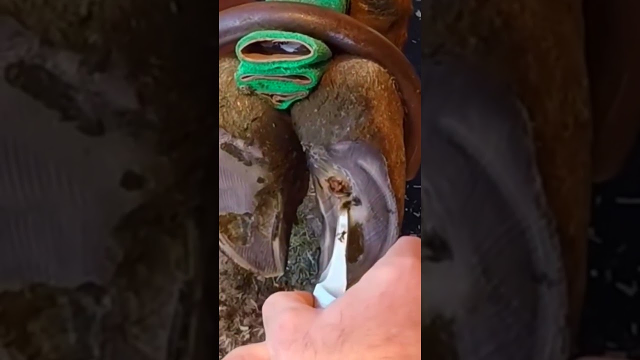 123-This Swiss Miss has a sole ulcer 