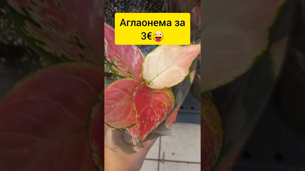 Сортовая Аглаонема за 3€ | МЕГАСКИДКИ