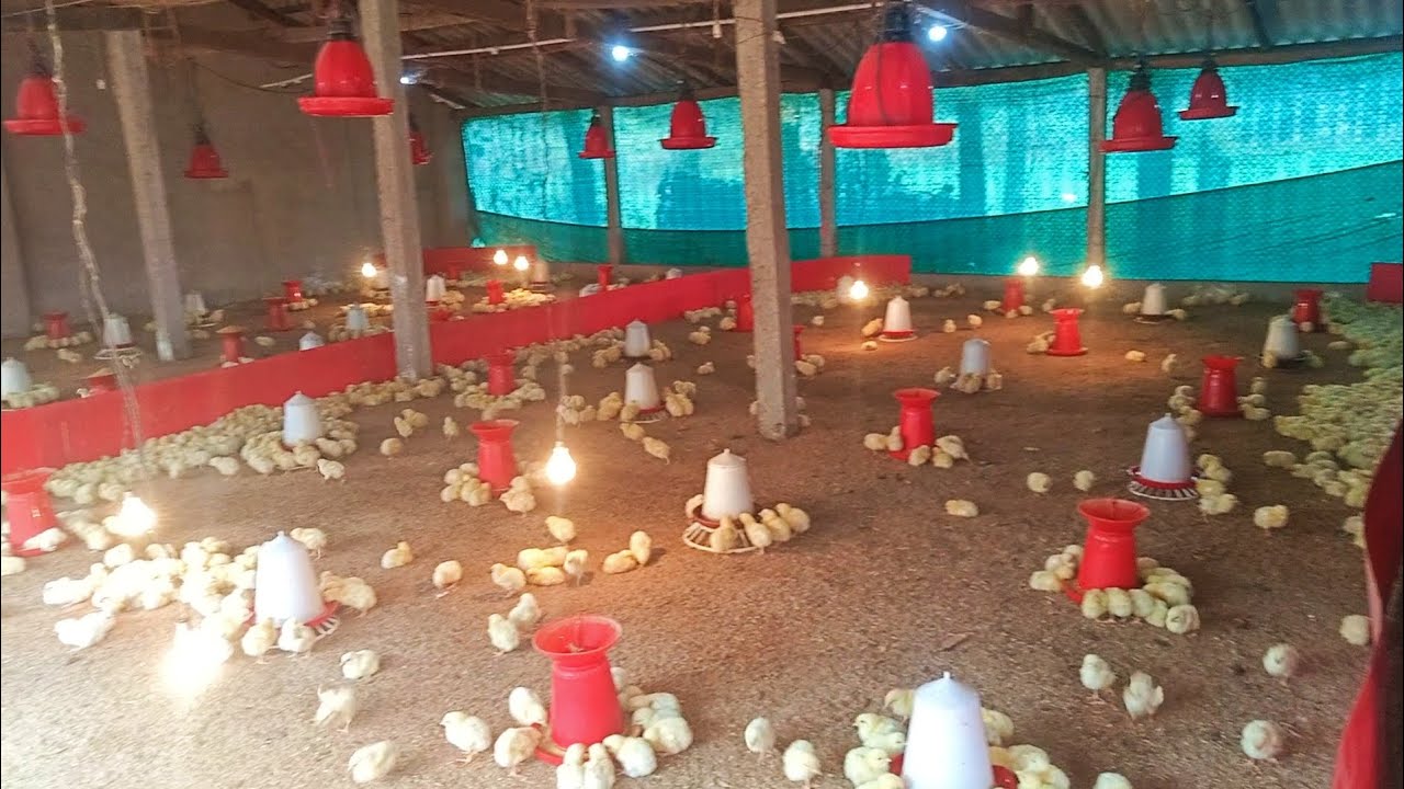 Day 2 chicks // broiler chicks // keshab poultry farm // chicks 