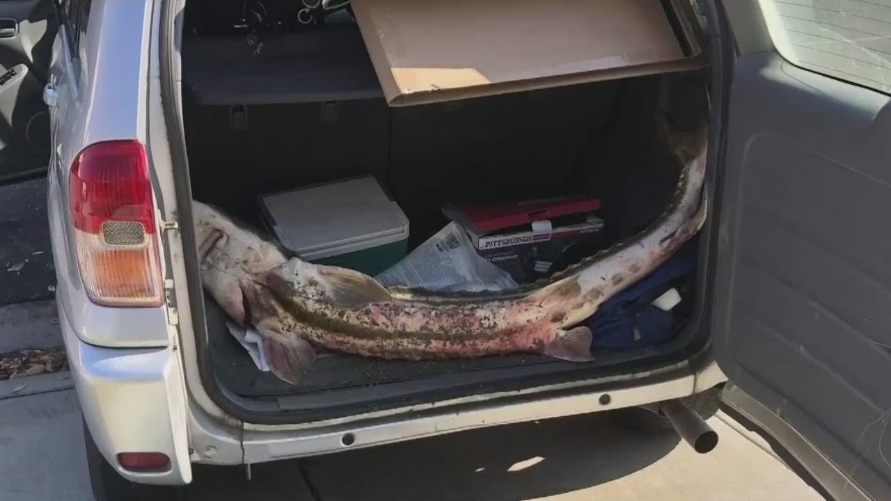 Endangered Sturgeon Saved After Poaching In Tracy YouTube