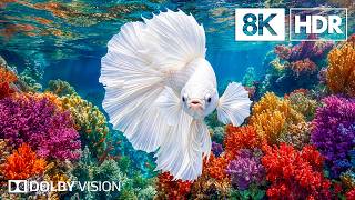 Breathtaking Deep Sea Creatures in 8K HDR | Dolby Vision™