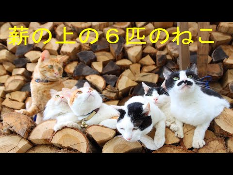 薪の上の6匹のねこ　221003