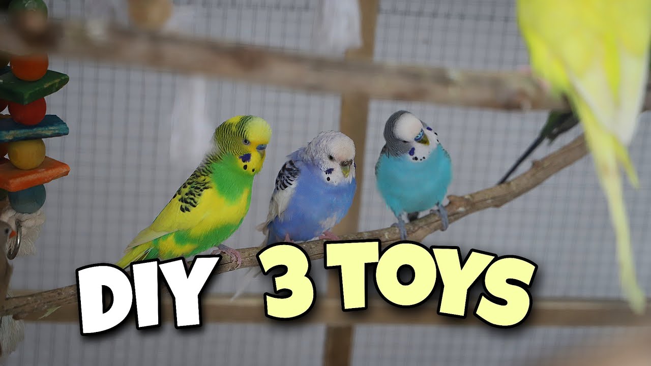 3 Simple Wooden Budgie Toys Diy You