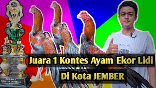 juara 1 kontes ayam ekor lidi Non Sabung di kota jember #ayamhiasindonesia #nonsabung #ekorlidi #fyp