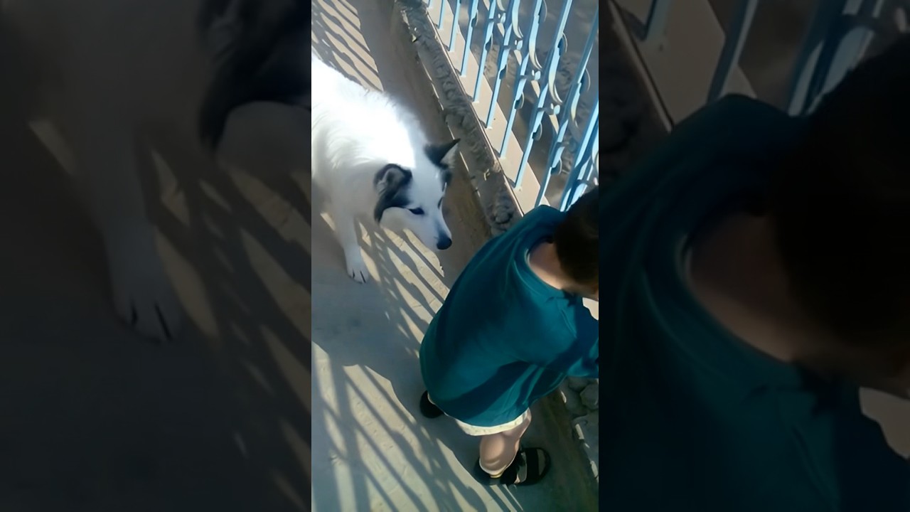 😍 Smiling Baby With Cute Dog | Baby & Pet Bonding Moments | Heartwarming Reel