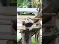 Yu'ai the Panda’s Crazy Summer Antics Make Tourists Scream “This Ticket Was Worth It!”