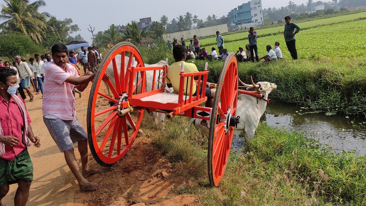 Kaikaluru Junior Bull race🐂🏆🐂
