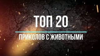 ТОП-20 забавных животных