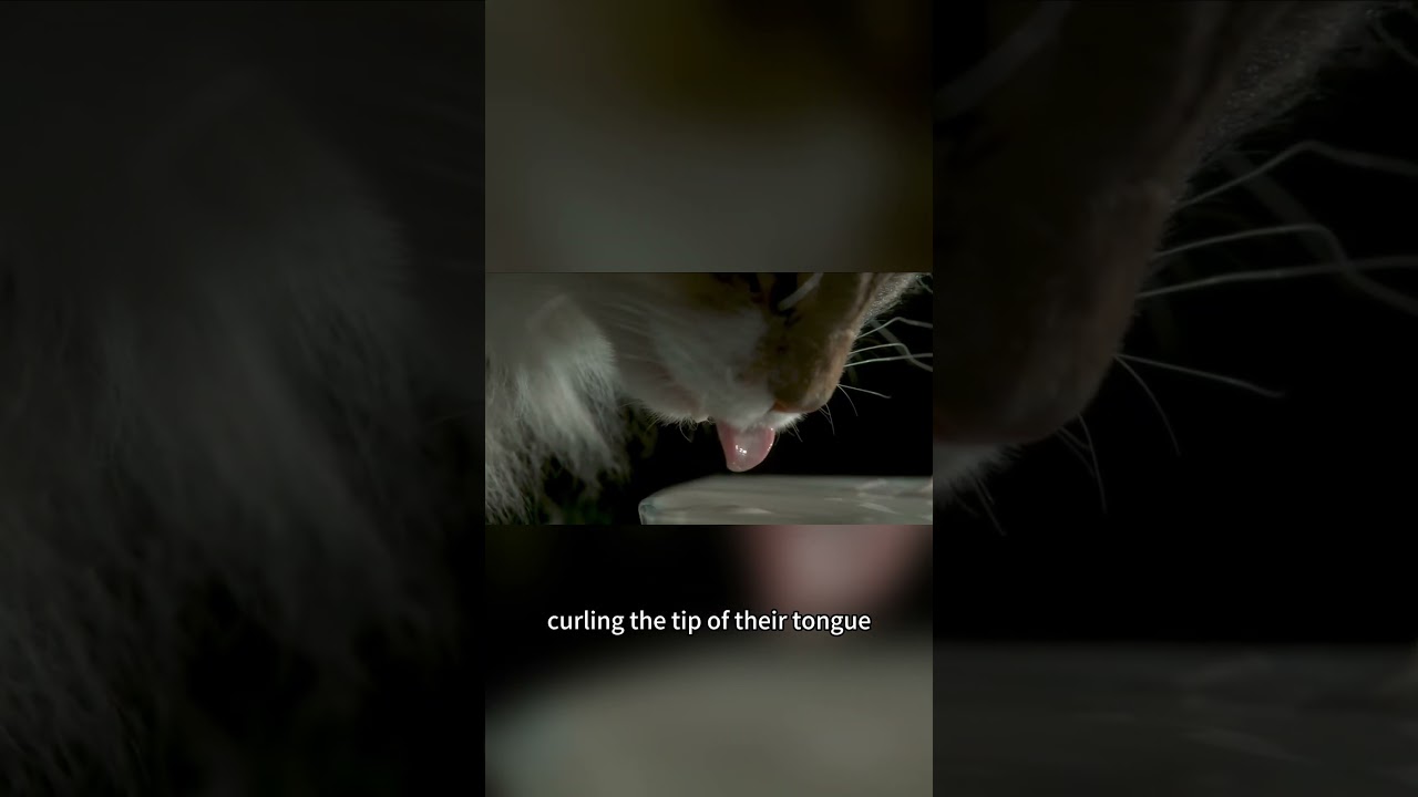 как кошки на самом деле пьют воду 