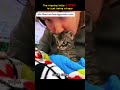 The hissing little kitten is just being clingy #best #cat #funny #pets  #funnycats  #cute