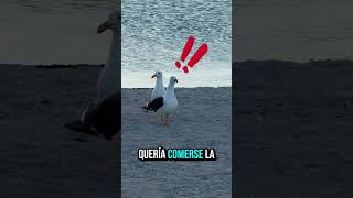 ¡Cotilleo y comida! #animalshorts #animalesgraciosos #humor #shortvideos  #shortviral  #shorts