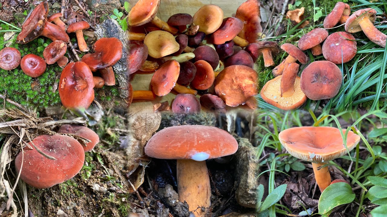 【チチタケ復活】満足の収穫で栃木県の伝統料理がはかどる【ちたけうどん】