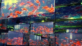 2019.01金玉滿堂.迎春金魚特展-金魚幻境-國立海洋科技博物館 ...