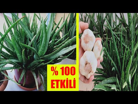 Video: Kuinka käyttää aloe veraa nivelreuman hoitoon (kuvilla)