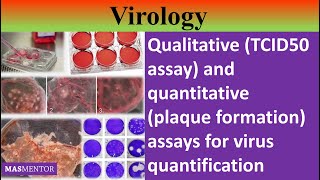 Qualitative (TCID50) and quantitative (plaque assay) assays for virus quantification [Urdu/Hindi]