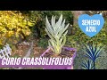 CURIO CRASSULIFOLIUS | Senecio Azul 💙