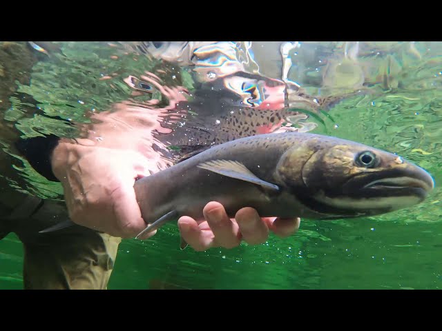 Juvenile steelhead trout, Juvenile steelhead trout in a nat…