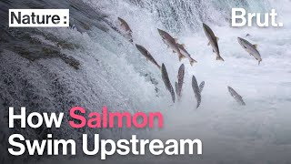 How Salmon Swim Upstream Resimi