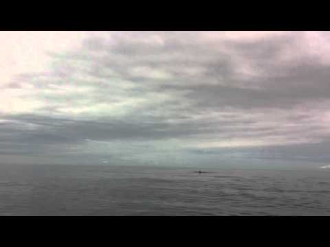 Ande Rasmussen Whale watching in Sitka, Alaska with Gallant