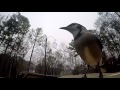 Back yard birds with slow motion 01 15 2015