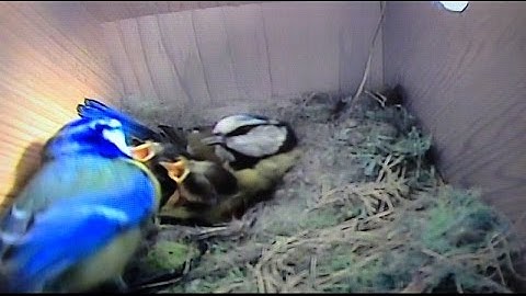 3 Blue Tits Nest & 1 Sparrow Nest [28th May 2016]
