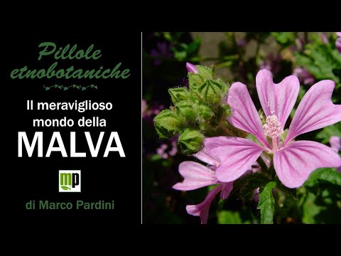 Video: Malva Forestale (25 Foto): Descrizione Botanica Della Malva Forestale, Regole Per Coltivare Una Pianta Perenne