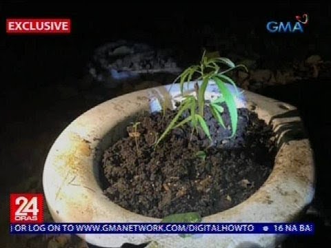 Video: Maaari ka bang magtanim ng cantaloupe mula sa mga buto?