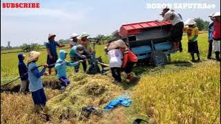 MESIN TLESER PADI TERGULING LEWAT JALAN SETAPAK