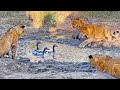 Lion Cubs Play Whack A Mole with Geese