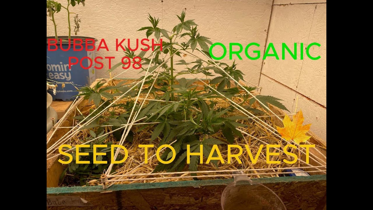 Bubba Kush - seed to harvest - Healthy - organic. Cheap amazon 40W LED strip lights - Part 1