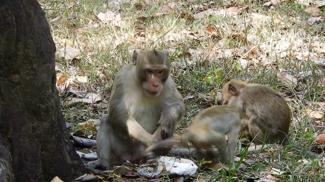 cute monkey pics Why monther angry son-monther beat son-sad monkey-poor monkey