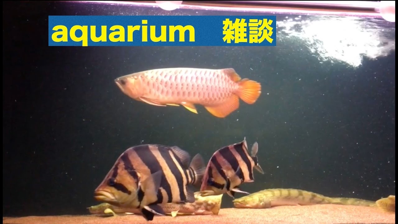 淡水魚熱帯魚ポリプステルアロワナダトニオ ダトニオ・プラスワン 