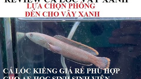 Cá cảnh An An | Giới thiệu Cá Lóc Vây Xanh đã thuần siêu đẹp | Cá lóc kiểng #cacanhanan #channa