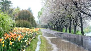 Special Rain on a Beautiful Flower Path: Sleep Induction White Noise, End of Tinnitus and Insomnia