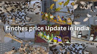 Finches price Update In India || 200 pair Bengali Finch huge stock || Gouldian finch || Owl finch..