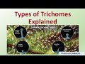 Types of trichomes explained