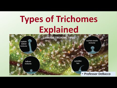 Vidéo: Les trichomes sont-ils cloisonnés ?