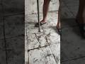 This floor sounded hollow. so I tested it #AbandonedHouse #UrbanExploration #SatisfyingDestruction
