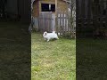 #rabbits on the run #flecki #einstein #bunnies #funny  #cute #tavşanlar firarda
