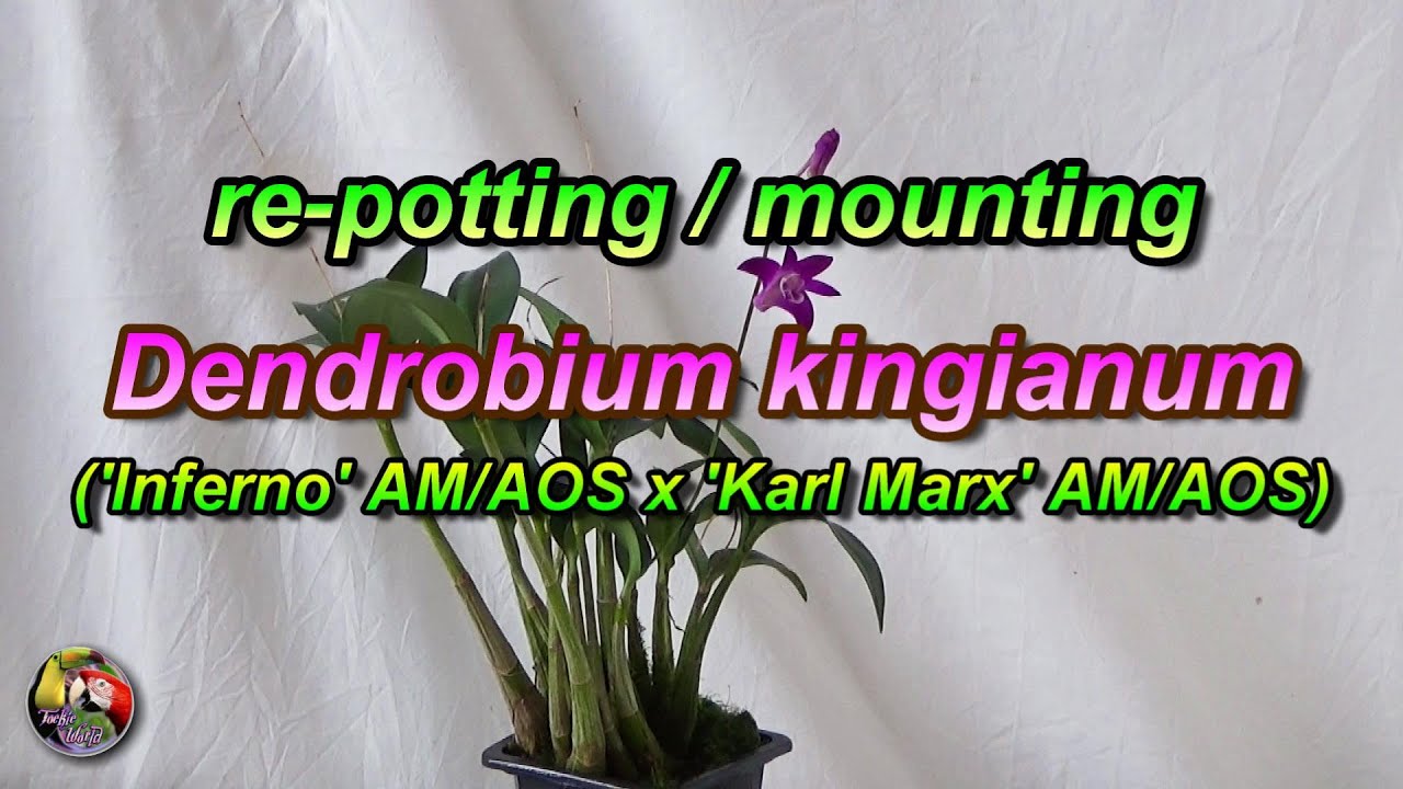 re-potting / mounting 🌺 Dendrobium kingianum