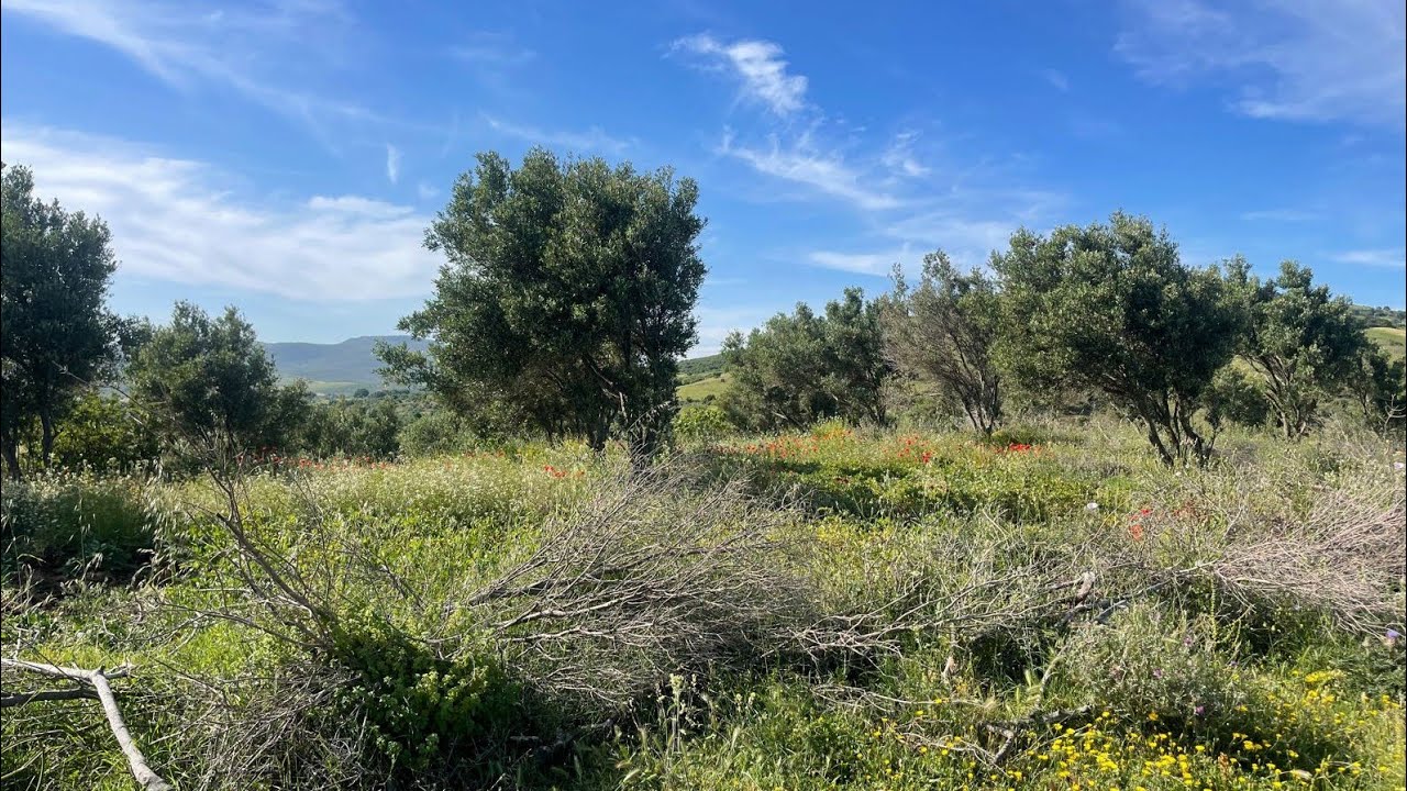 هميزة معتبرةغرسة رائعة جدا مليذة بالاشجار المثمرة مساحة 8046متر 0703740826ملوسة طنجة